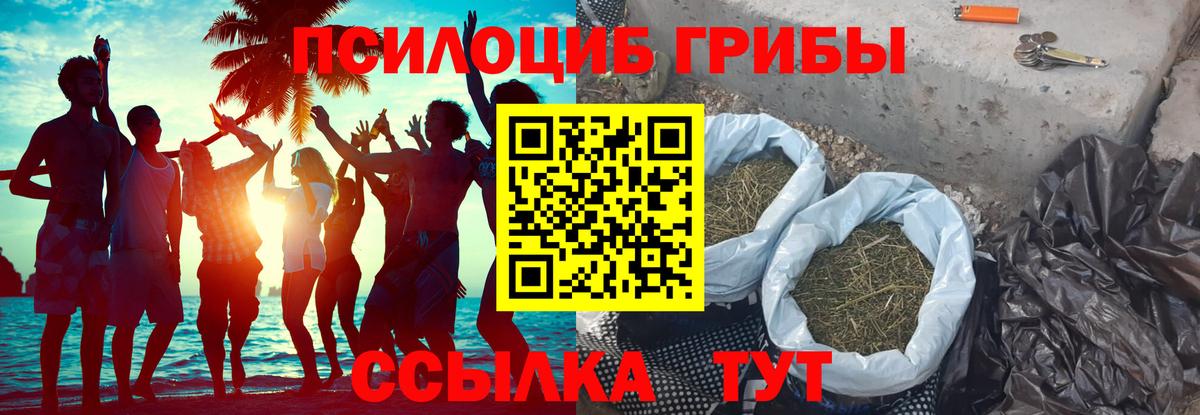 Псилоцибиновые грибы Cubensis  Кисловодск  Галлюциногенные грибы Psilocybine cubensis 